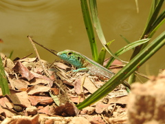 Cnemidophorus lemniscatus