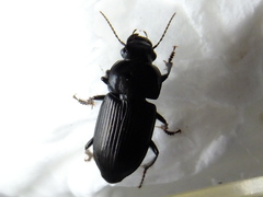 Coleoptera