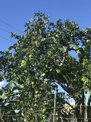 Citrus paridisi