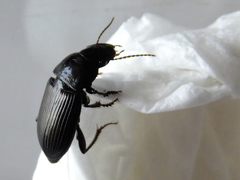 Coleoptera