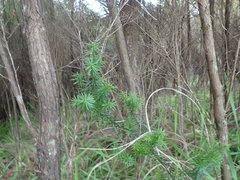 Leptecophylla juniperina