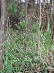 Leptecophylla juniperina