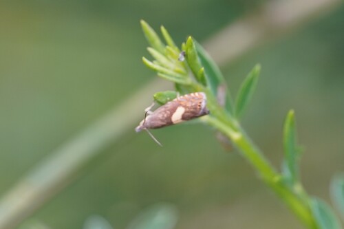 Common Drill, Heijendaal, 6525 Nijmegen, Netherlands, photo 6 of 10
