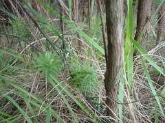Leptecophylla juniperina