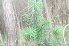 Leptecophylla juniperina