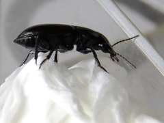 Coleoptera