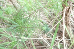 Leptecophylla juniperina