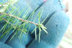 Leptecophylla juniperina