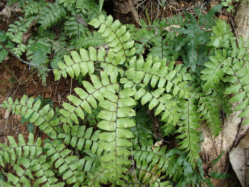 Adiantum mcvaughii (Adiantum mcvaughii)