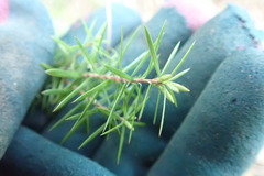 Leptecophylla juniperina