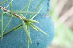 Leptecophylla juniperina