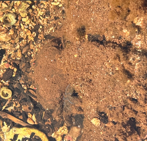 Platypodia observed 2026-06-03