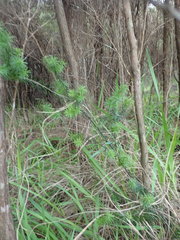 Leptecophylla juniperina