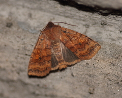 Eupsilia tristigmata