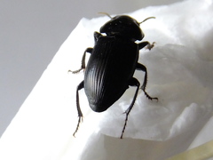 Coleoptera