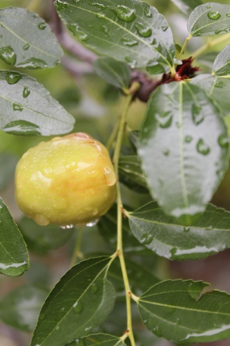 Ziziphus jujuba