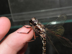 Austroaeschna subapicalis