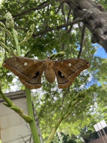Polyphemus Moth