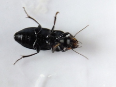 Coleoptera