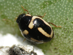 Hyperaspis trifurcata