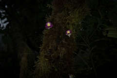 Utricularia unifolia