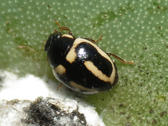 Hyperaspis trifurcata