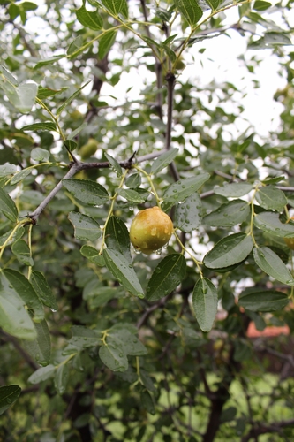 Ziziphus jujuba