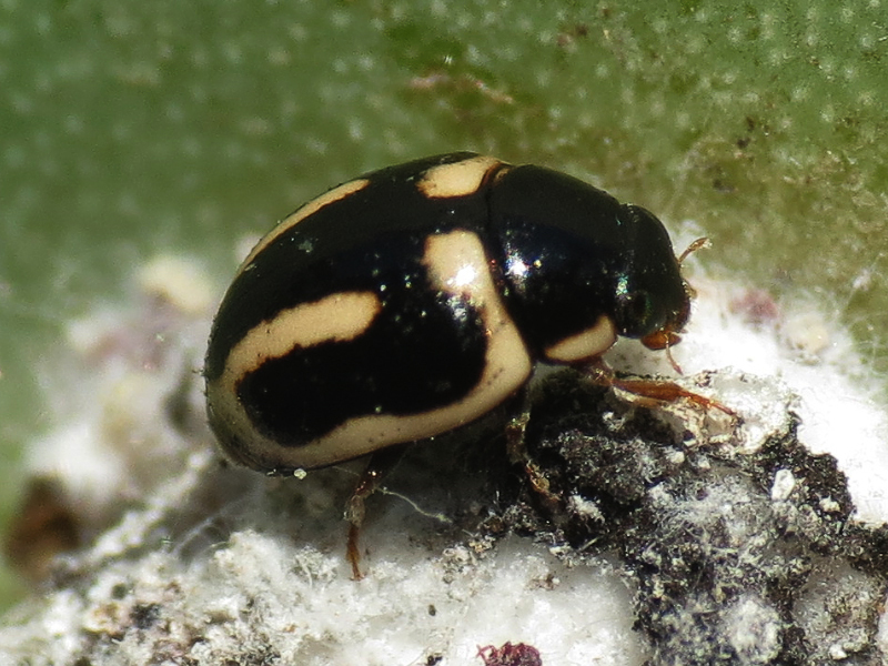 Trident Lady Beetle