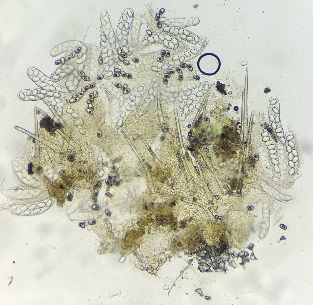 Lasiobolus lasioboloides