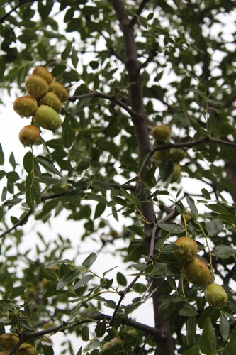 Ziziphus jujuba
