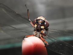 Austroaeschna subapicalis