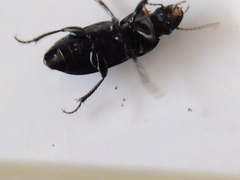 Coleoptera