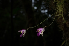 Utricularia unifolia