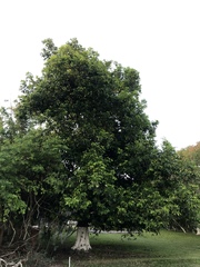 Diospyros nigra
