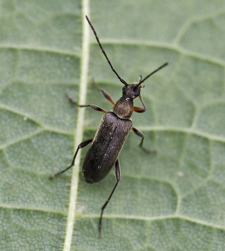 Rudaūsis Karnadiris nuotrauka