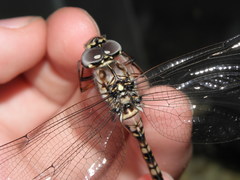 Austroaeschna subapicalis