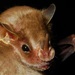 Northern Little Yellow-eared Bat - Photo (c) delmer jonathan, some rights reserved (CC BY-NC), uploaded by delmer jonathan