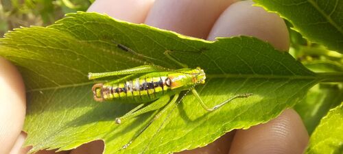 Bellied Bright Bush-cricket