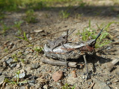 Dracotettix monstrosus