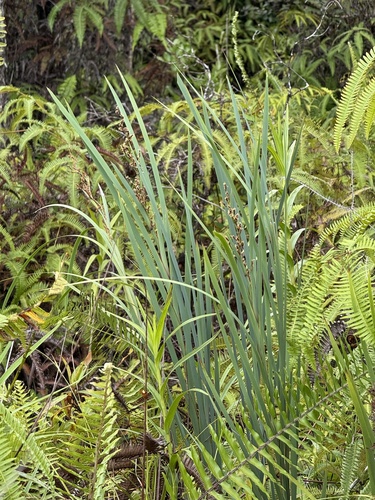 Machaerina mariscoides observed 2026-06-15