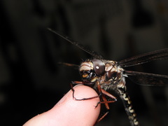 Austroaeschna subapicalis