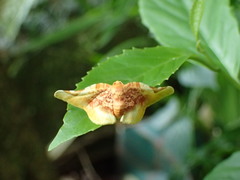 Pyrinioides sinuosus