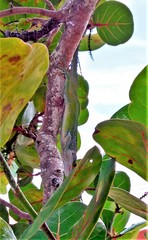 Anolis leachii