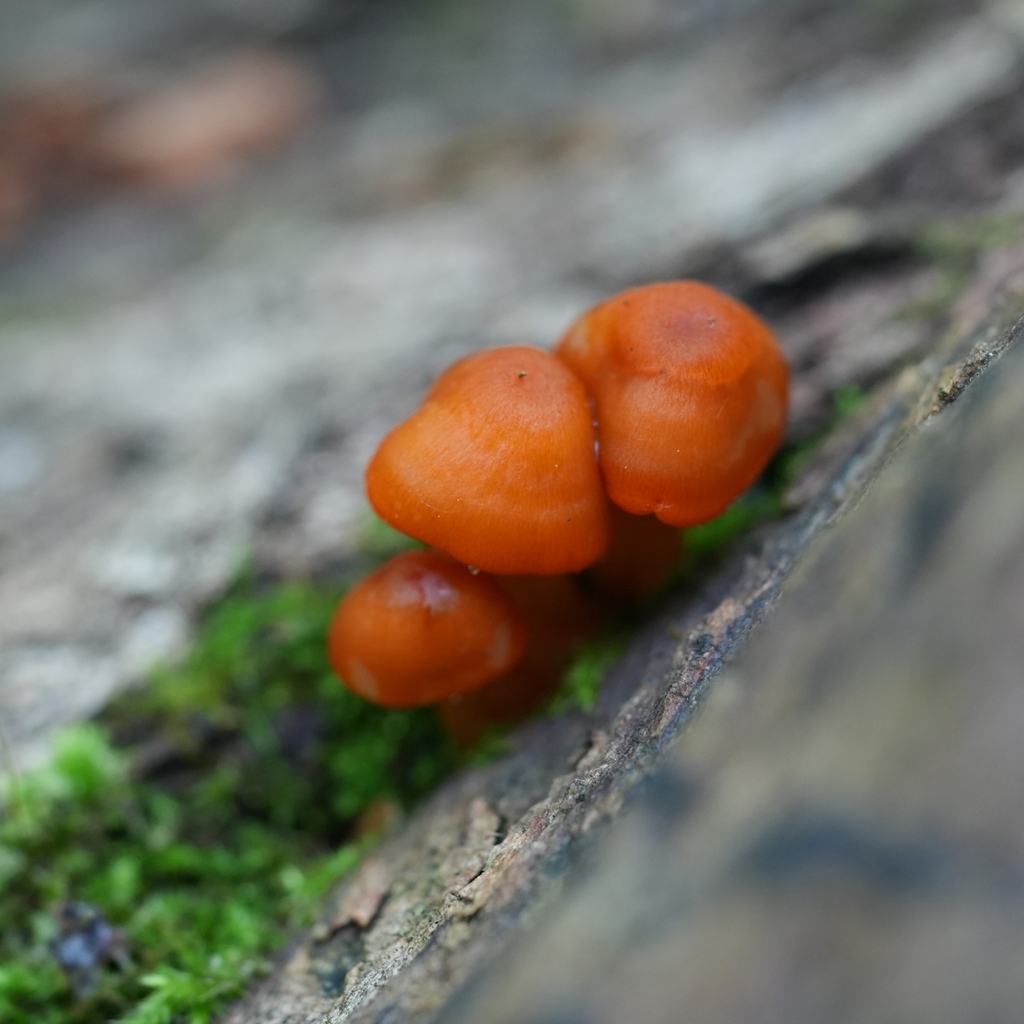 orange mycena · June 2026 · photo: Photo: (c) Lauren H, some rights reserved (CC BY-SA) · iNaturalist