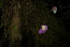Utricularia unifolia