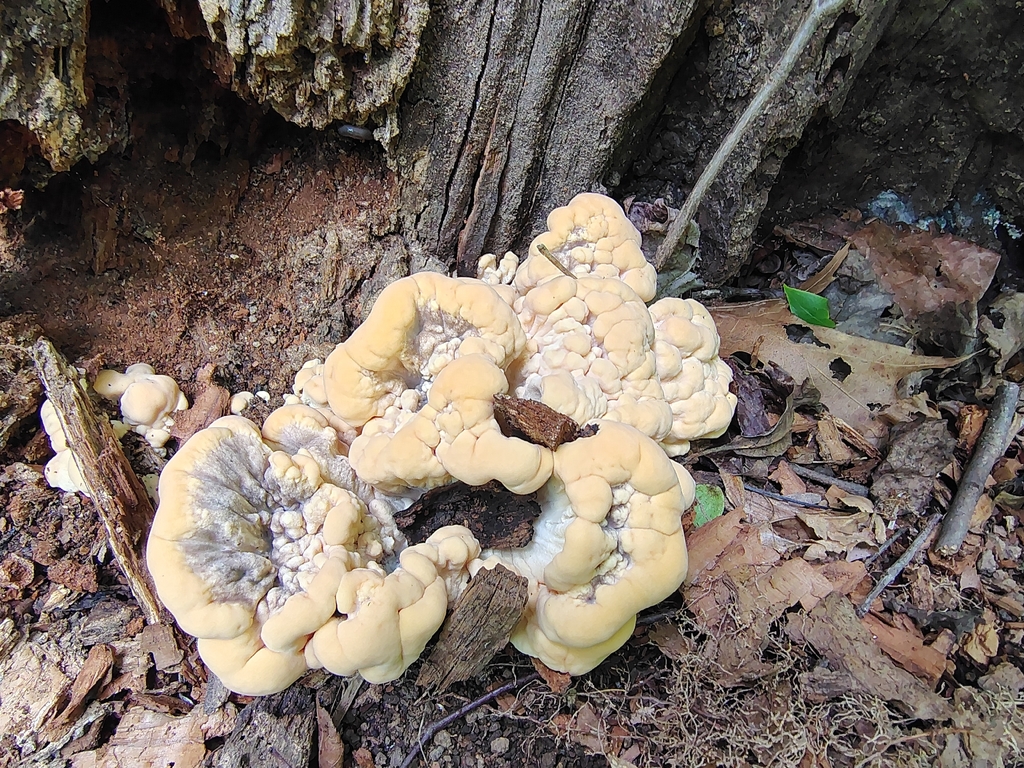 Black-staining Polypore · June 2026 · photo: Photo: no rights reserved · iNaturalist
