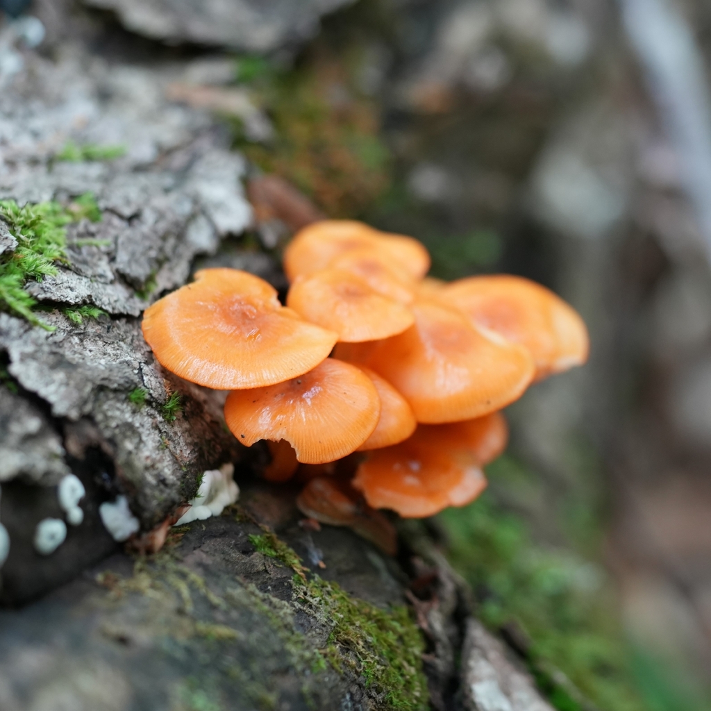 orange mycena · June 2026 · photo: Photo: (c) Lauren H, some rights reserved (CC BY-SA) · iNaturalist