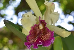 Cattleya dowiana