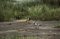 Vanellus armatus