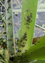 Rhopalosiphum enigmae